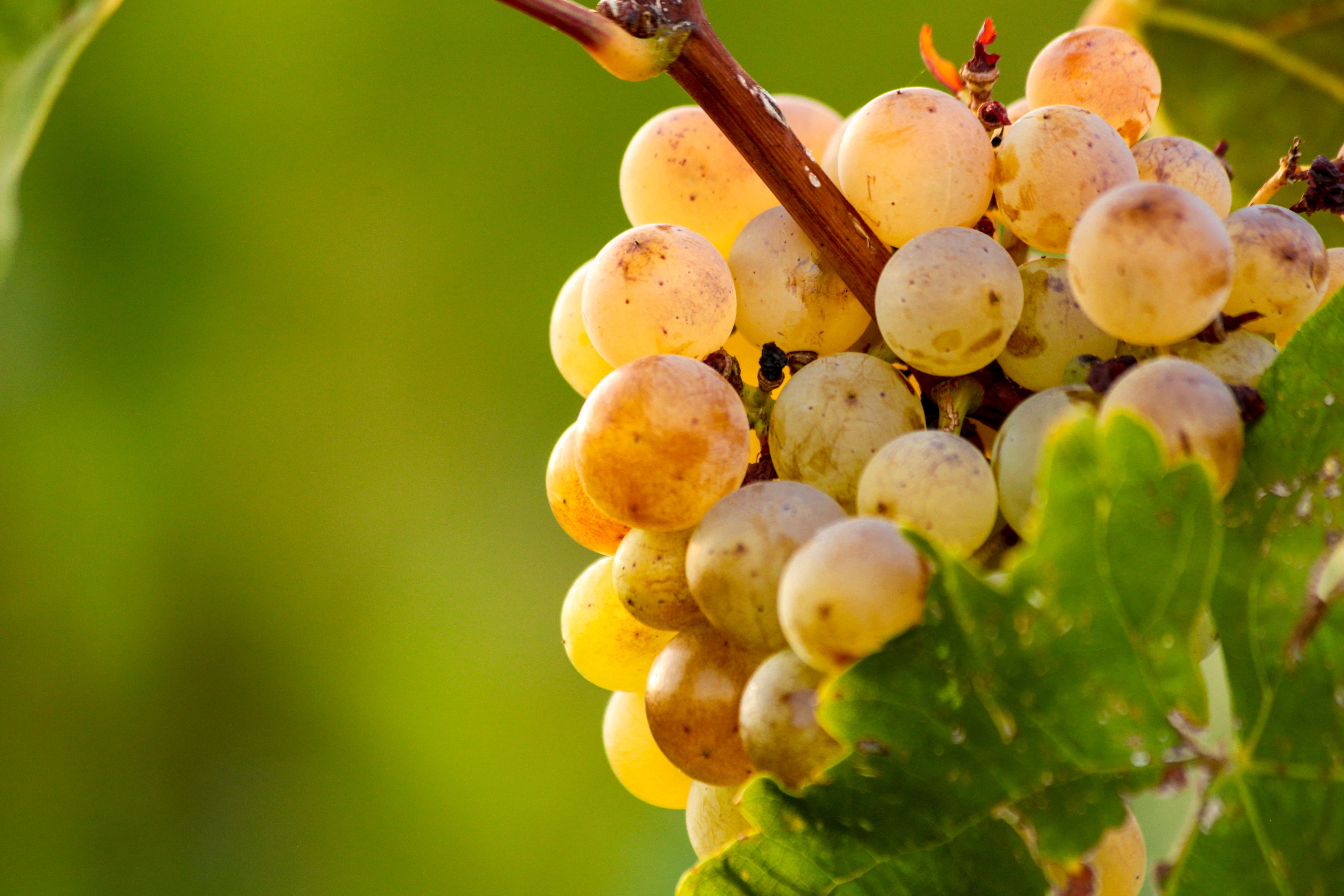 Wine