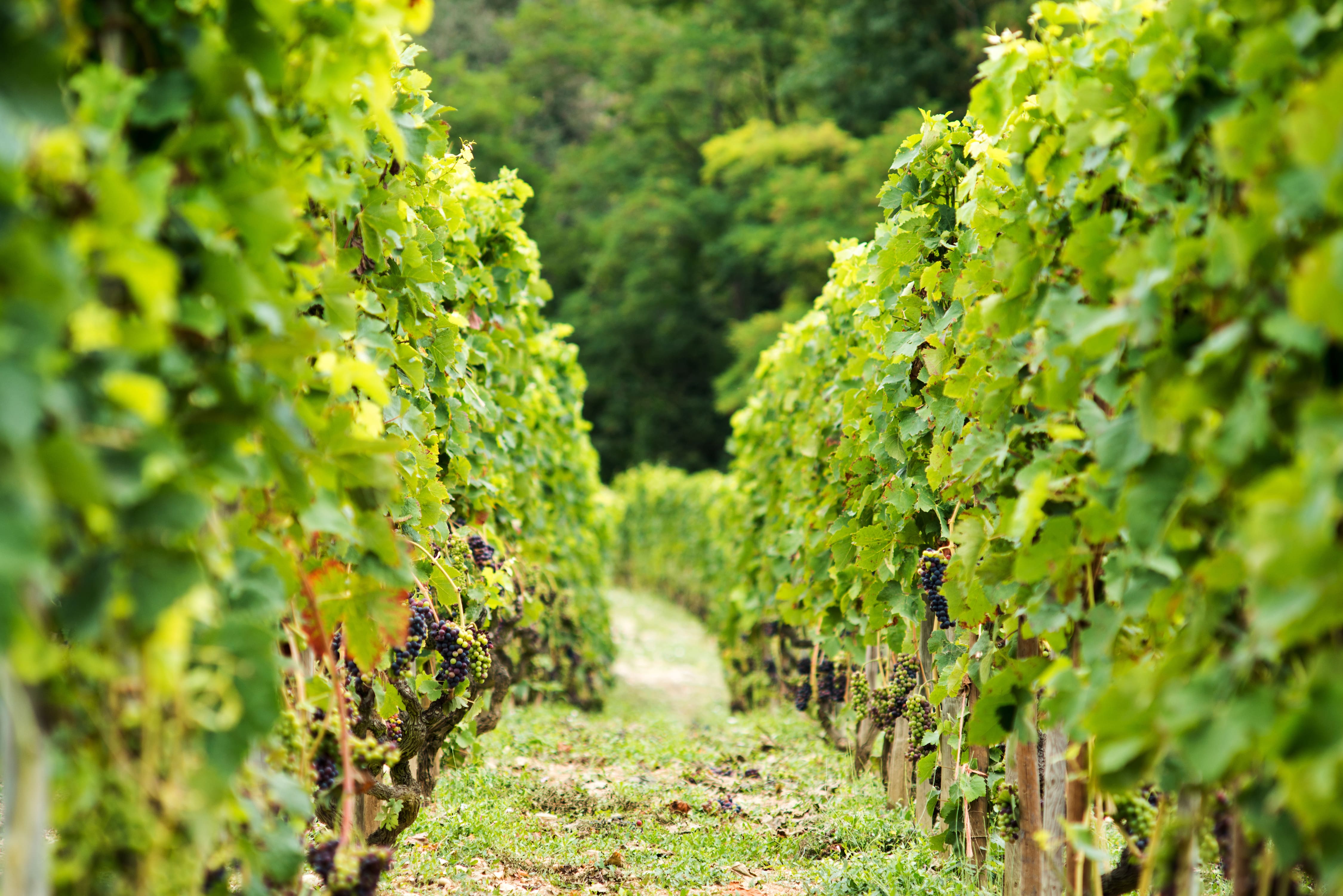 Wine