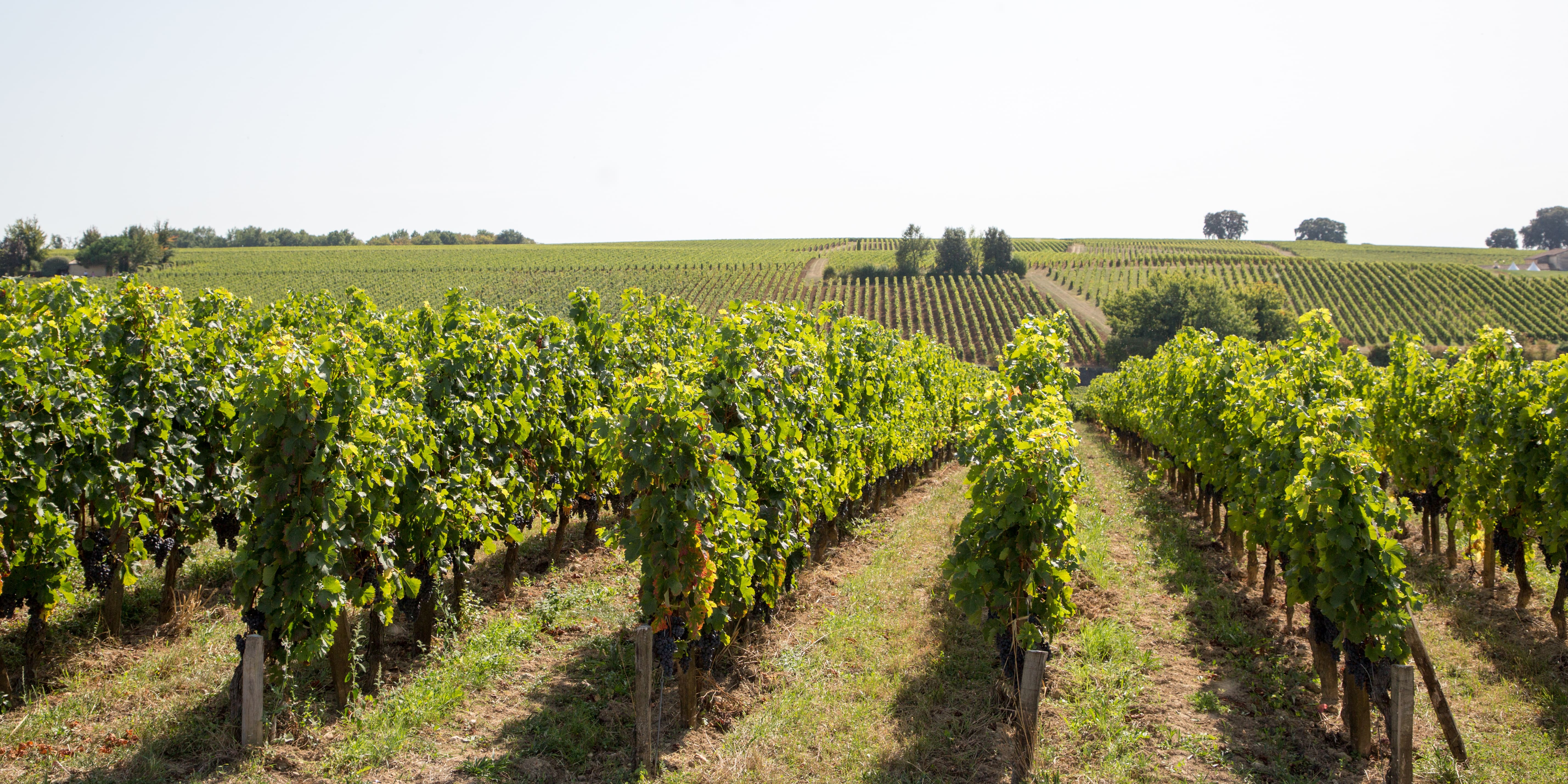 Wine