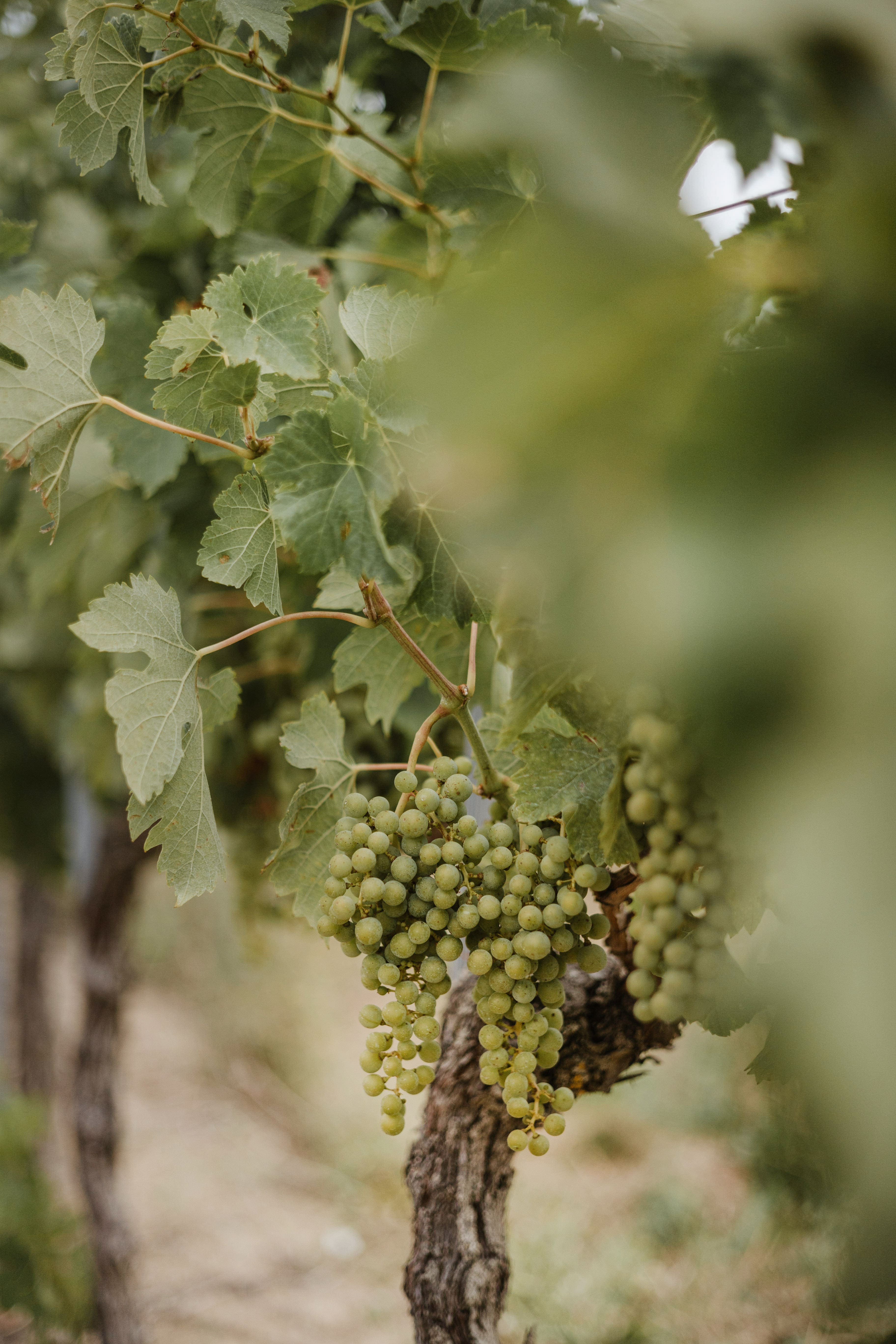 Wine