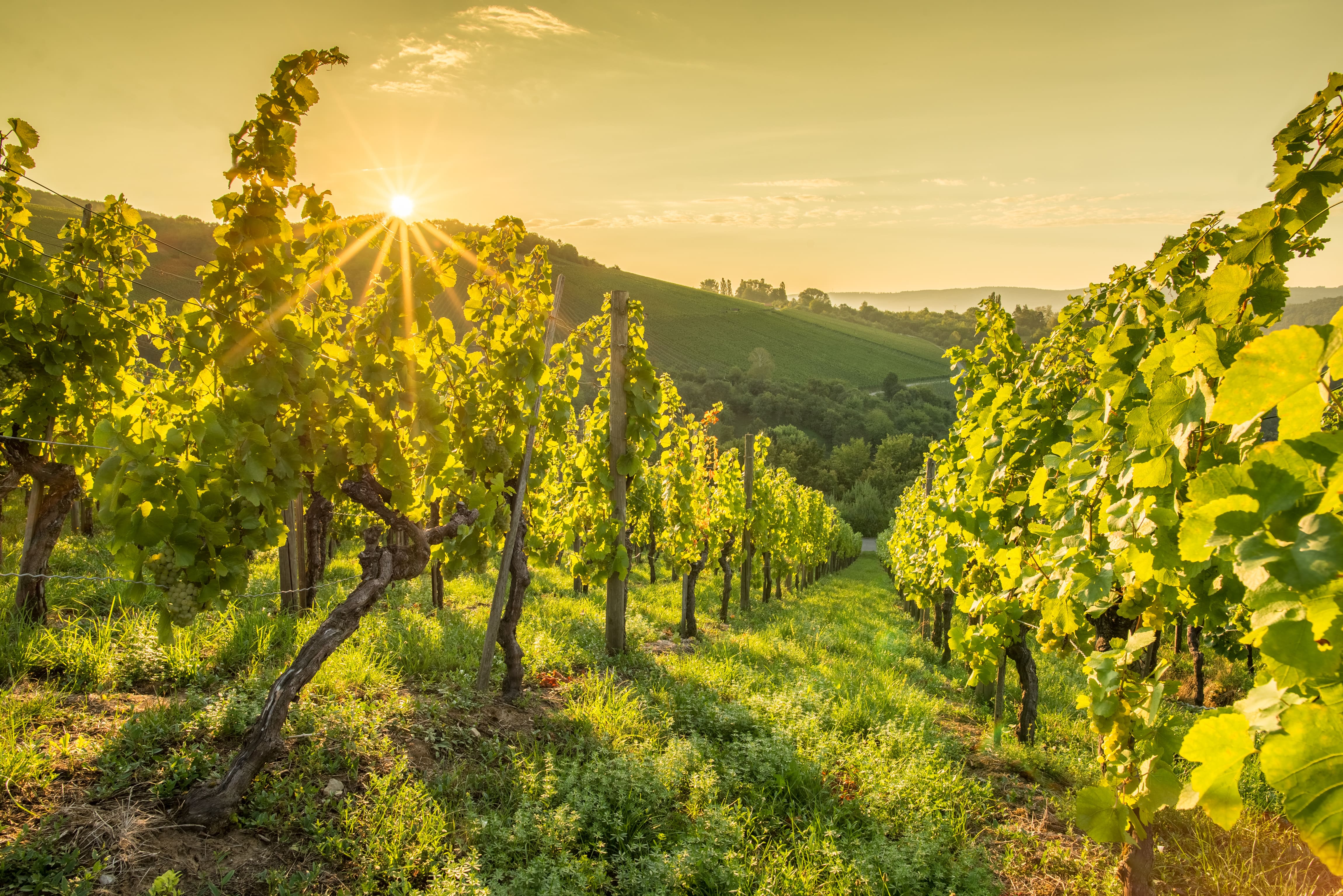 Champs de vignes