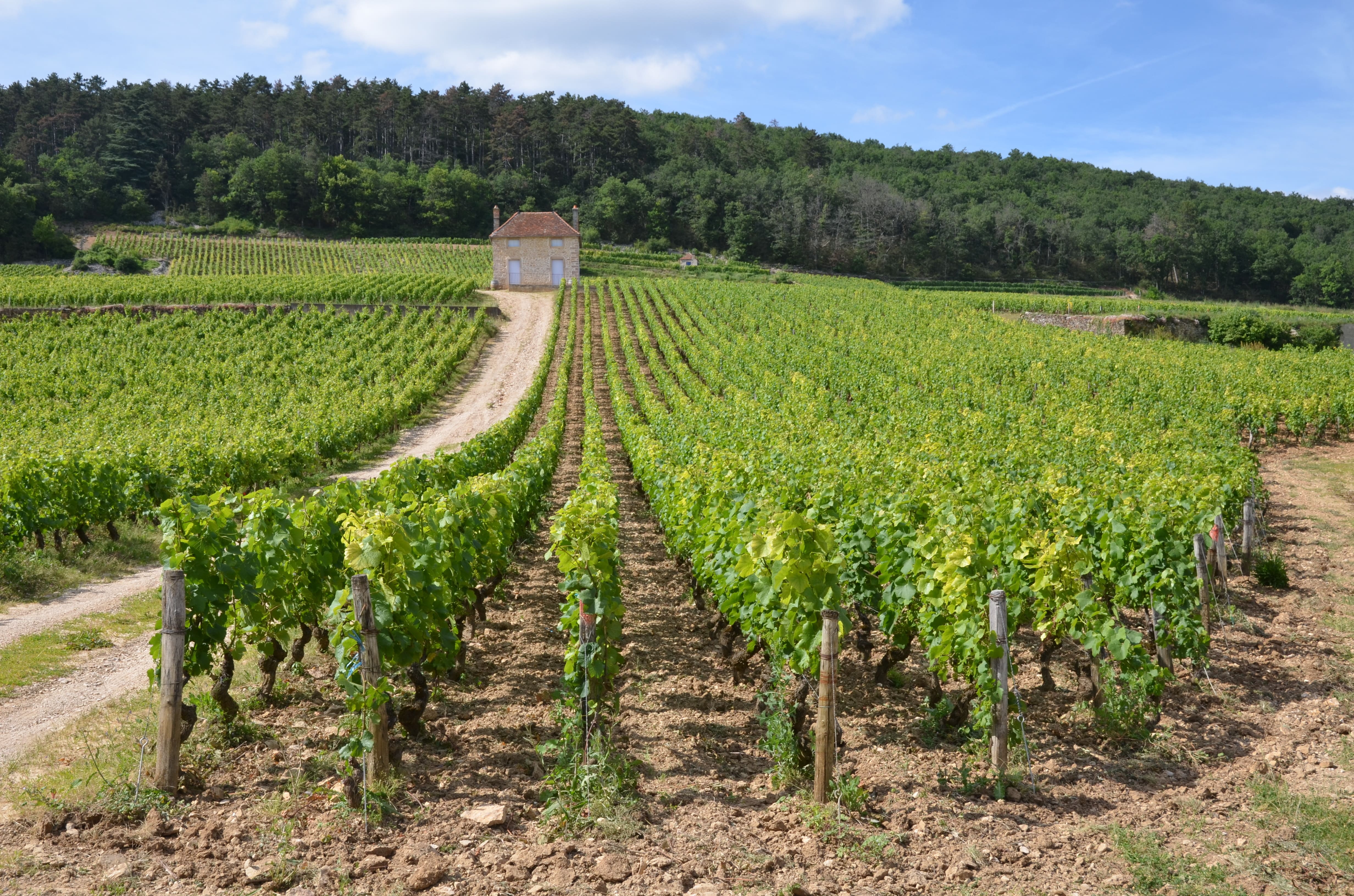 Wine